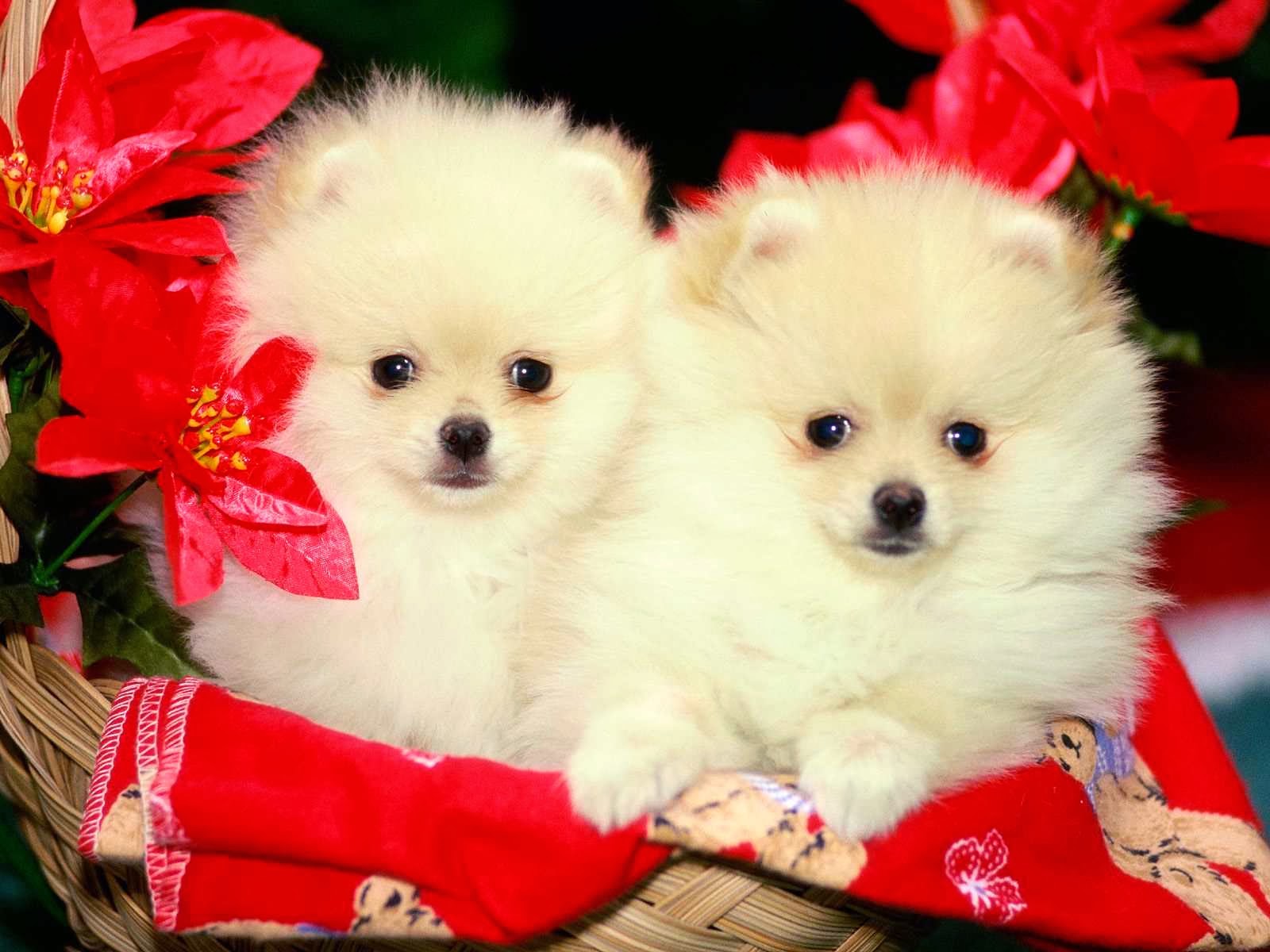 MY CHRISTMAS GIFT my christmas gift: