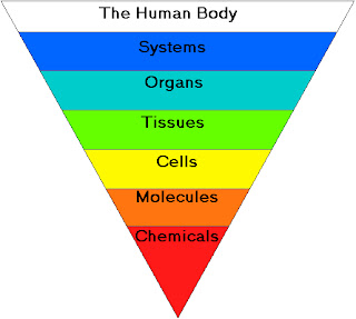 organization body human lowest level chemical