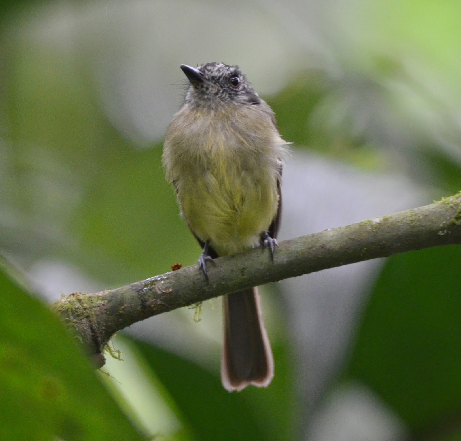 Slaty-Capped Flycatcher, Leptopogon superciliaris