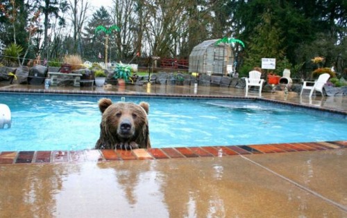 bear-pool.jpg