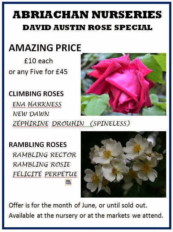 Flowers By Shamini Rhs Hampton Court Flower Show 2014 Blue Is