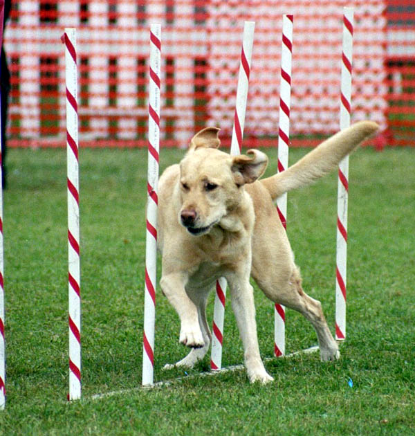 Agility Dog Training Instruction, Go Continual! | Dog Training