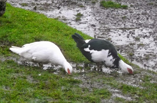 Two of our muscovy ducks digging up our lawn at North Wald Self Catering on Orkney