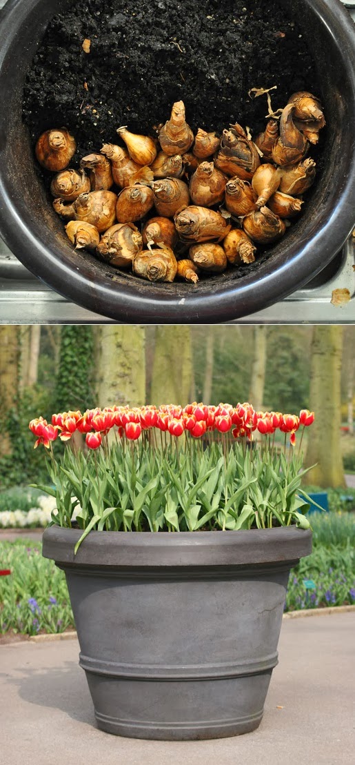 How to Grow Tulips in a Pot