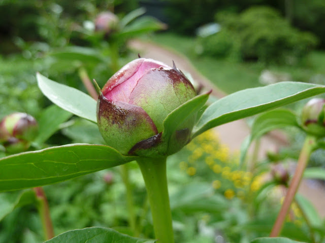 Peony before opening, Brooklyn Botanic