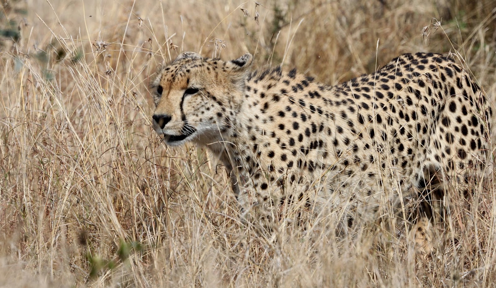 If i were a cheetah essay picture