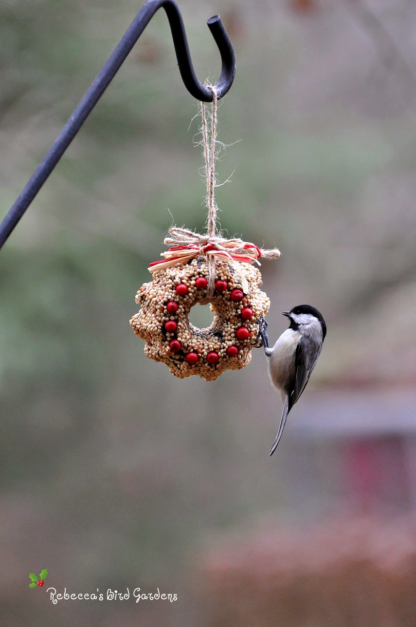 Rebecca's Bird Gardens Blog DIY Miniature Suet and Birdseed Wreaths
