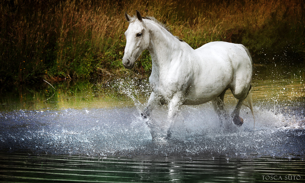 White Wolf Beautiful White Horses ( Mythology Photos)
