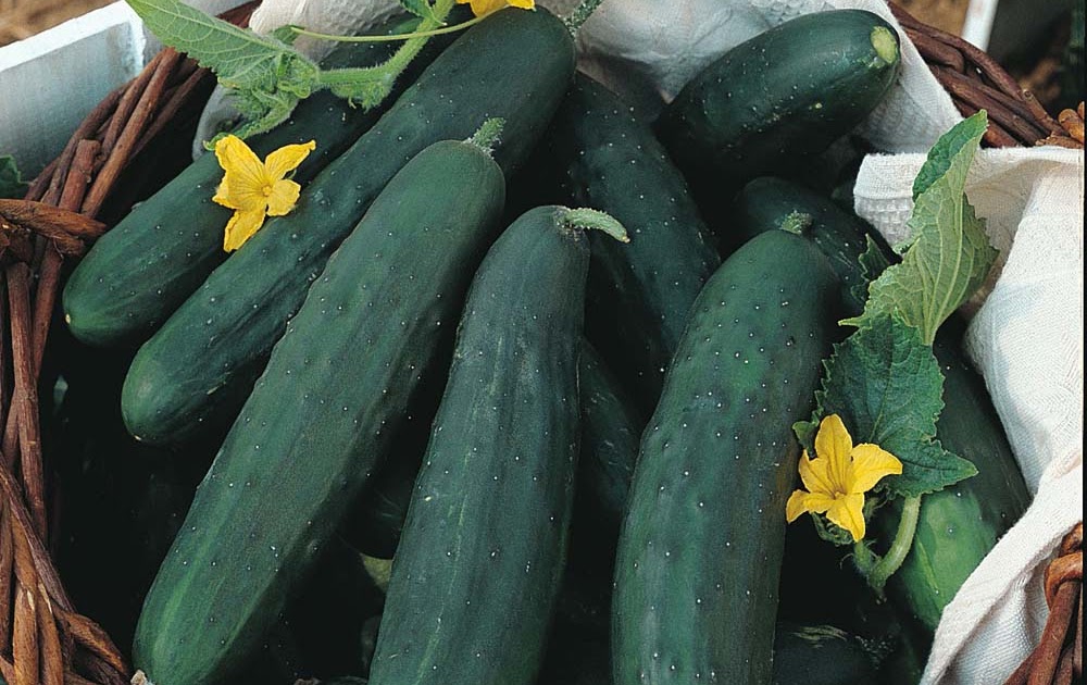 Seed to Feed Me HOW TO GROW CUCUMBERS FROM SEED