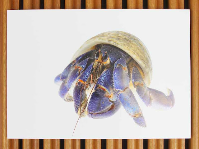 blue, coconut crab, cup, exibit, photo