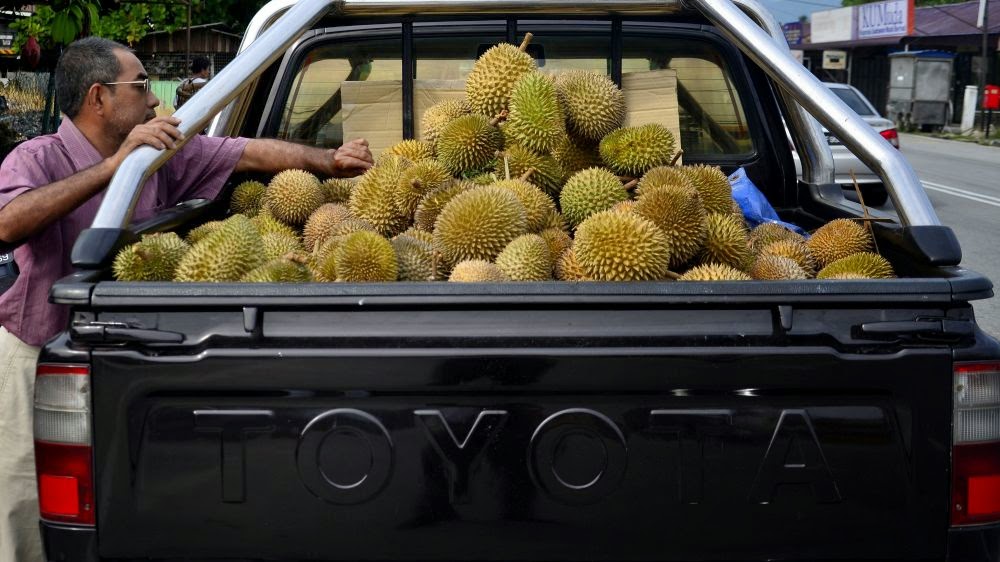 Borong buah durian Balik Pulau