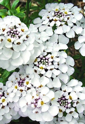 Terrassen Und Balkonbepflanzung Meine Pflanzen Fur Die Pflanzringe