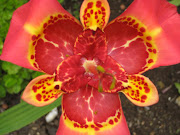 Imágenes de flores y plantas: Tigridia tigridia flor de un dia