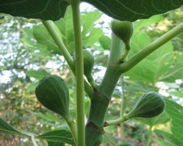 Cheesemaking Help, News and Information Making From Fig Sap?!!