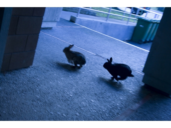 organik site dunya nin en hizli kara canlilari