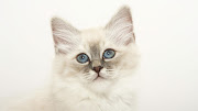 Beautiful White Cute Cat Pictures / Photos / Wallpapers (beautiful white cute cat pictures photos wallpapers)