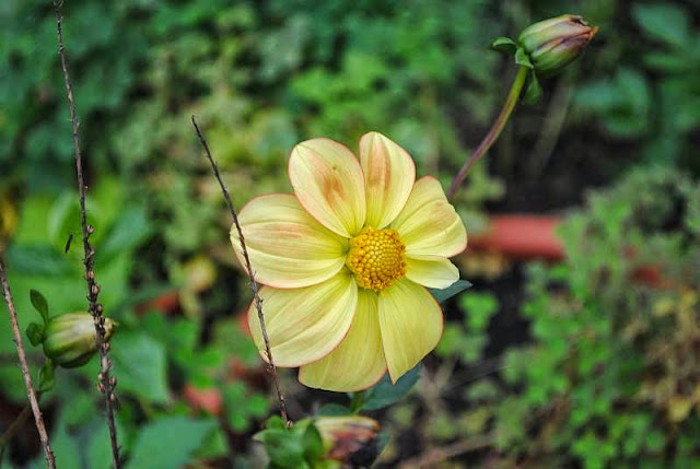 [Bild: dahlia_20131023.jpg]