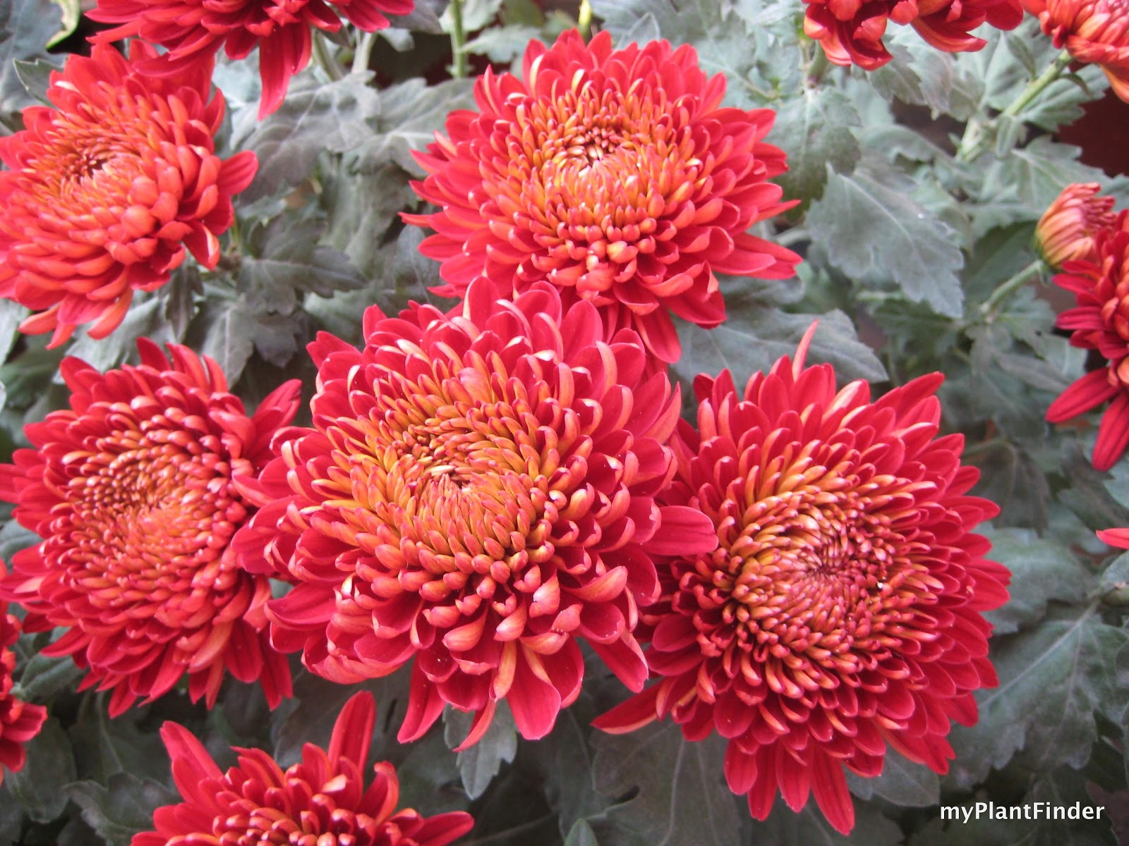 MY PLANT FINDER Plant Guide Chrysanthemum x morifolium