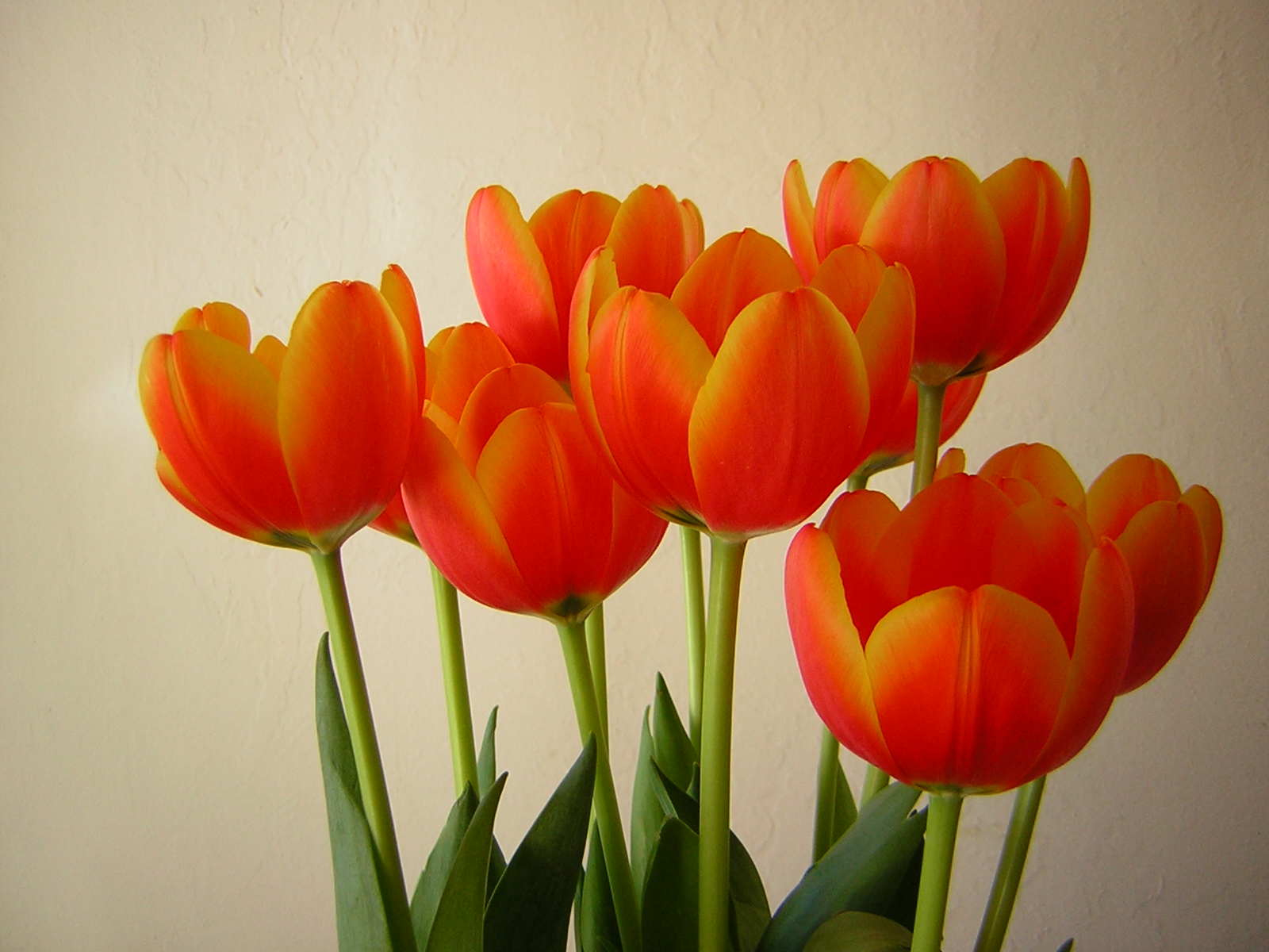 *Terra Garden* Tulips for March