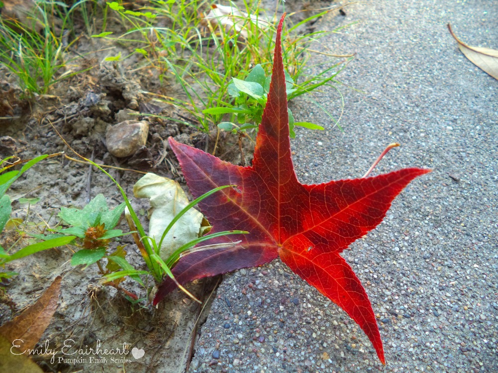 Dark red leaf