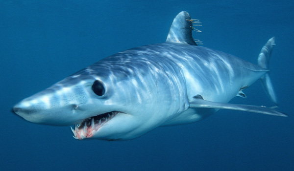 Shortfin Mako Shark