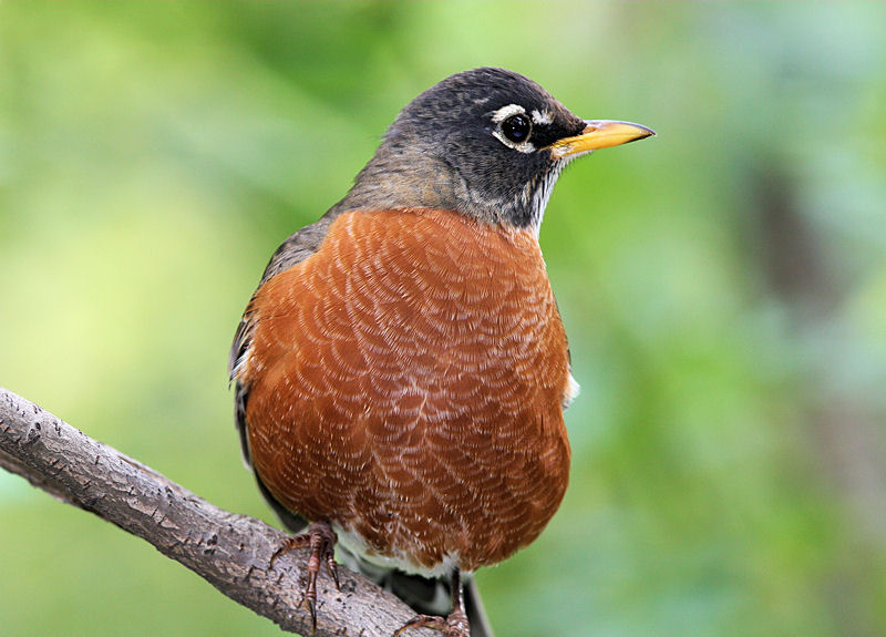 american robin facts and pictures the wildlife american robin facts and pictures the wildlife