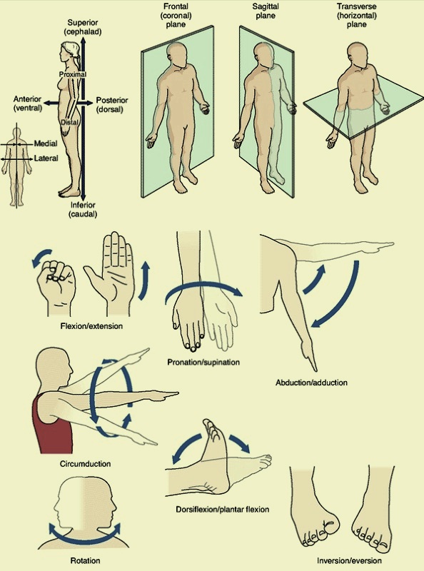 Basic Anatomic Terms and Orientation