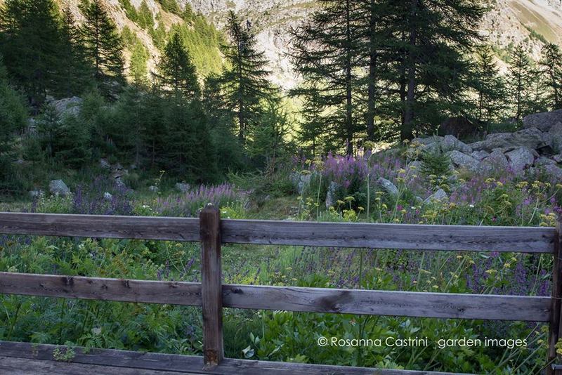Grand Chamen. Jardín alpino de Giuseppina Marguerettaz en Aosta, Italia (Rosanna Castrini)
