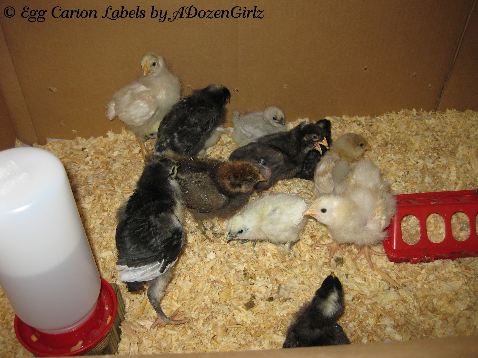 The Chicken Chick® Baby Chick Basics. What you need to know to get