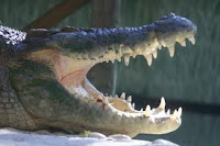 Thanksgiving Weekend Events include Boating Excursions, Alligators and More! 1 alligator+farm St. Francis Inn St. Augustine Bed and Breakfast