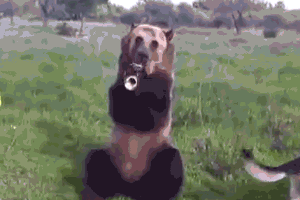 Funny animal gifs - part 106 (10 gifs), bear playing trumpet