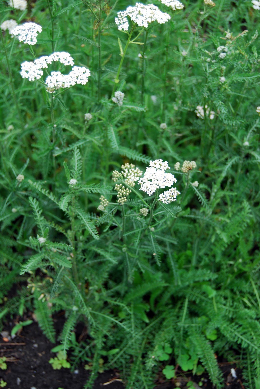 Herbs, Health and History: Yarrow of a Thousand Leaves