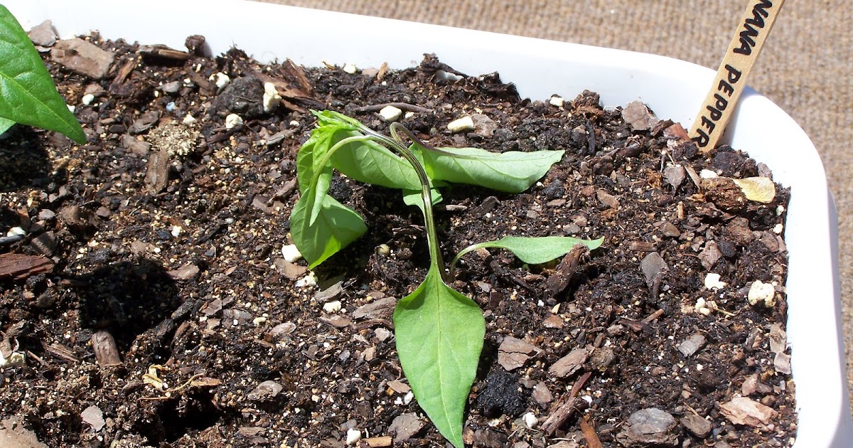 Captive Roots Plants Wilting in the Cold