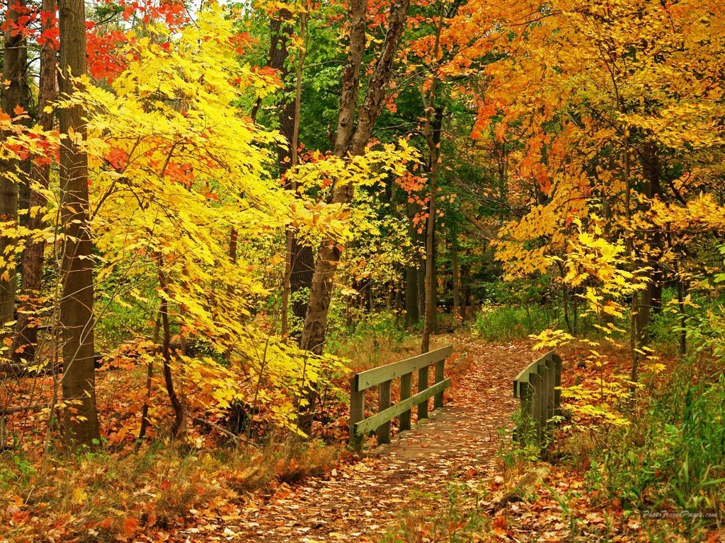 seasonal autumn