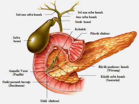 herbalist adnan yildirim