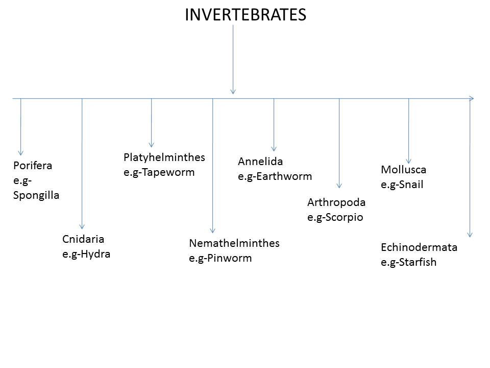Why are invertebrates important?