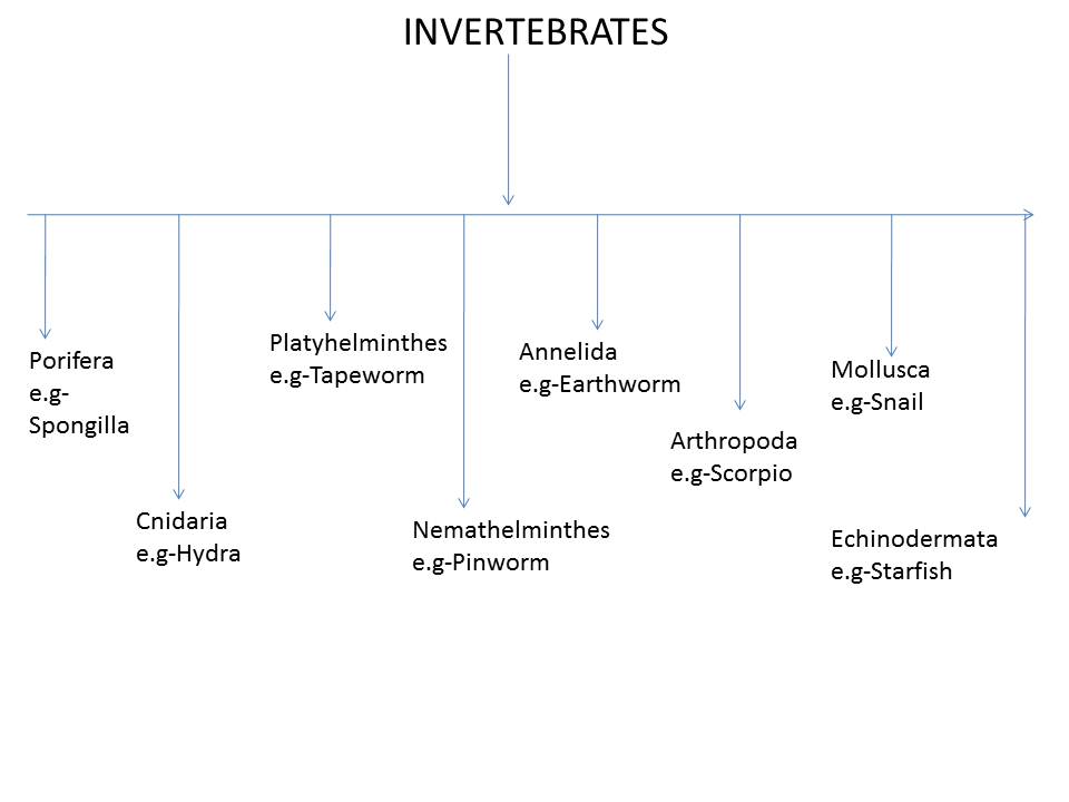 Annelida Classification Chart