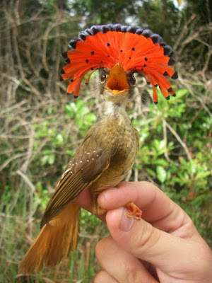 Aves exoticas del Amazonas y del Mundo: Curiosas, raras, extrañas y sorprendentes.