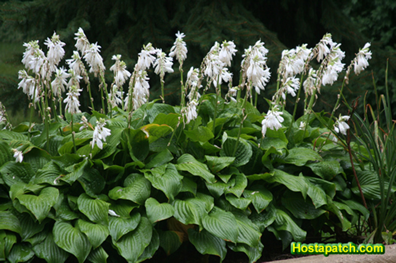 Gardens Inspired NightScented Flowers