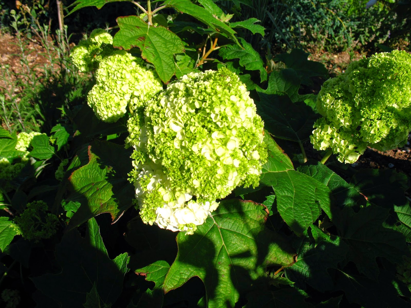 Roses Du Jardin Cheneland Hydrangea Paniculata Unique