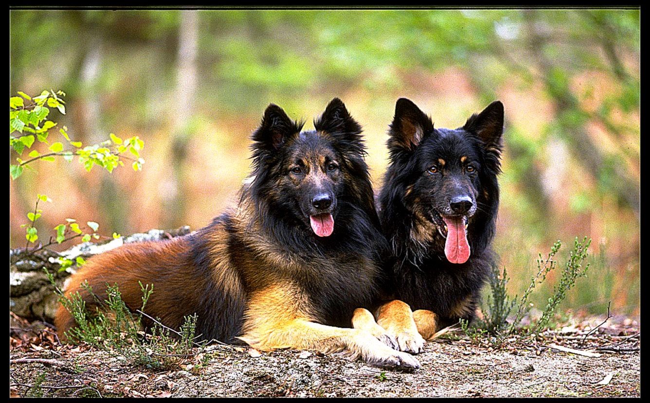 German Shepherd Hd Background Wallpaper 30 HD Wallpapers www German Shepherd Hd Background Wallpaper 30 HD Wallpapers www