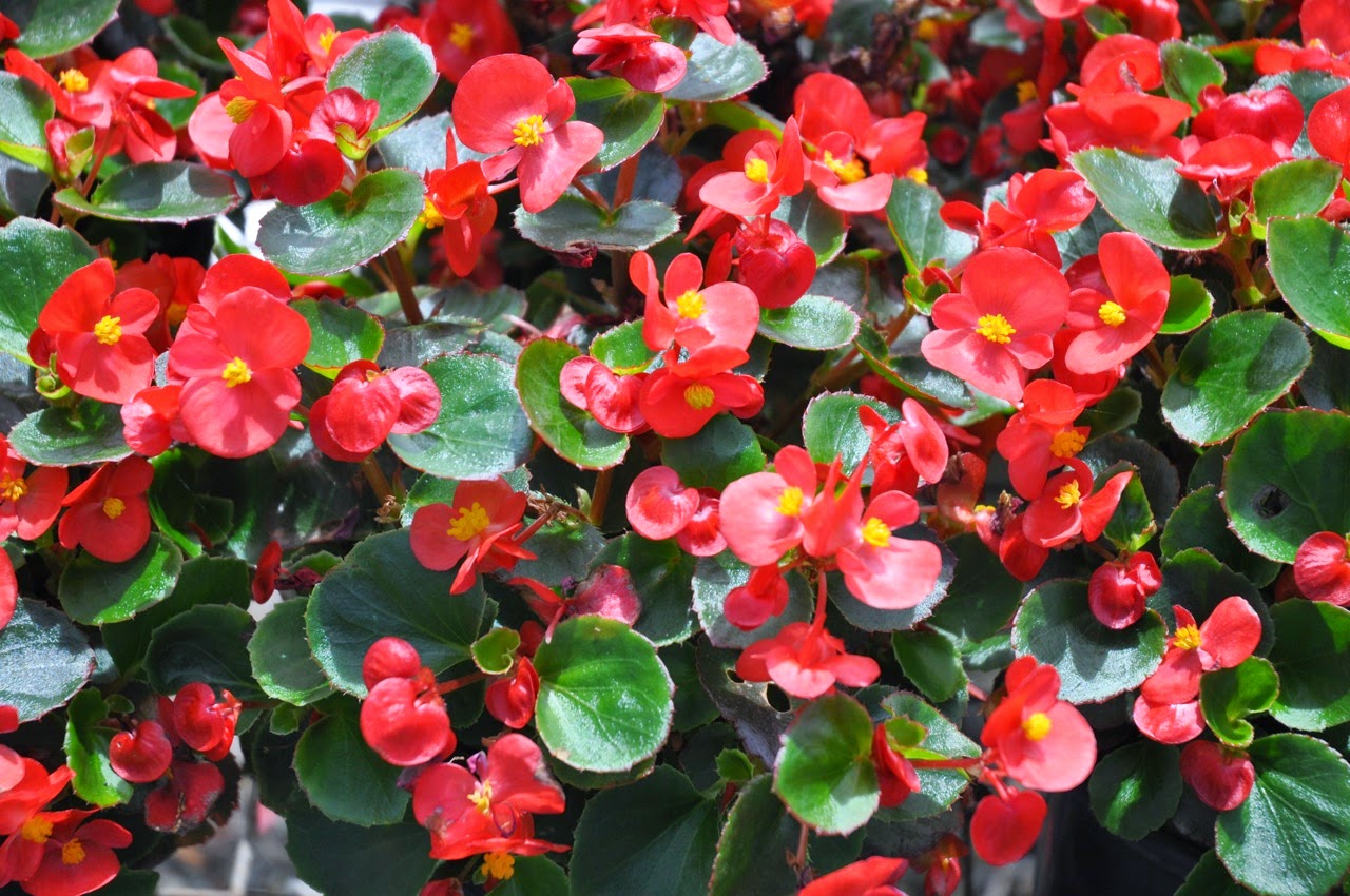 How To Grow Propagate And Care For Wax Begonias How To Do Gardening
