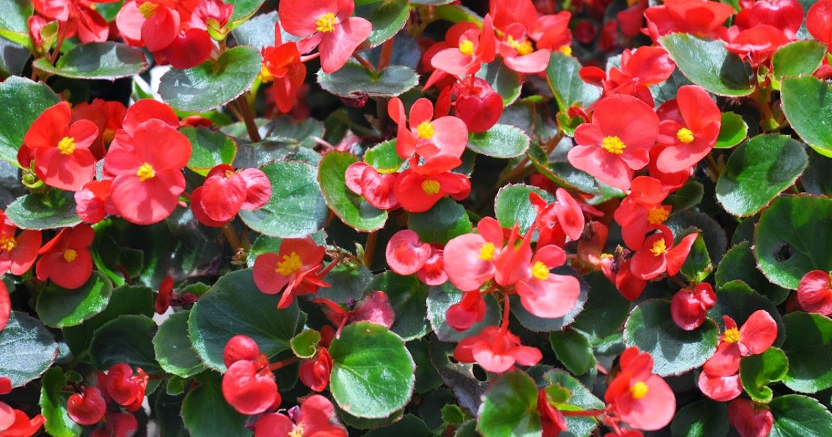 How to Grow, Propagate and Care for Wax Begonias How To Do Gardening