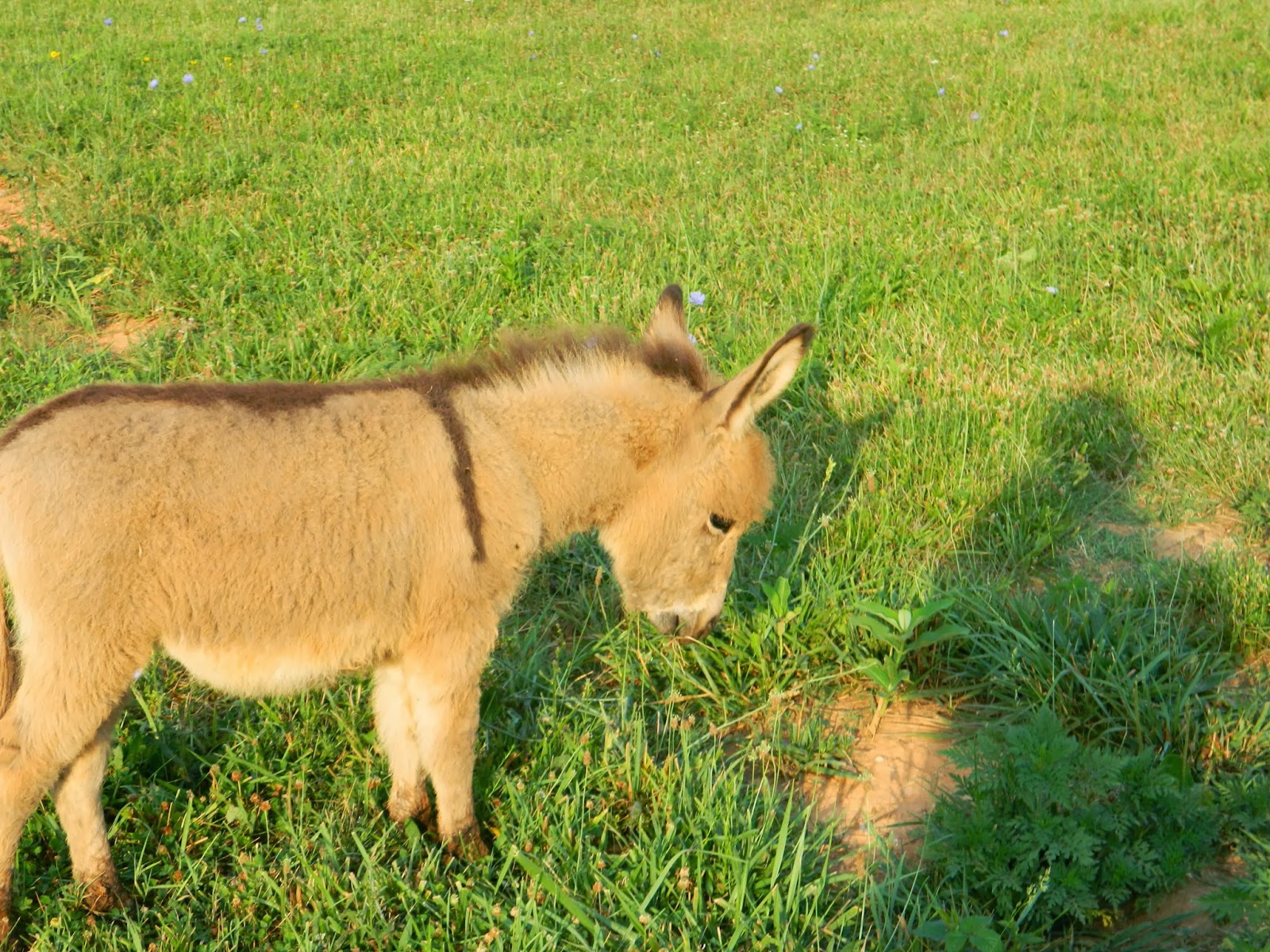 Hand Raising a Miniature Donkey Foal