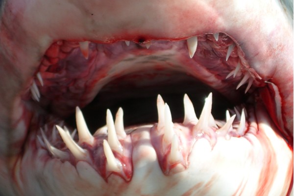 Bull Sharks Teeth