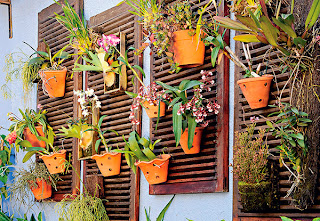 orquídea suspensa