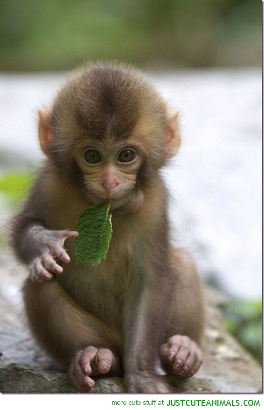 Absolutely precious photo of baby animal littleinspirational
