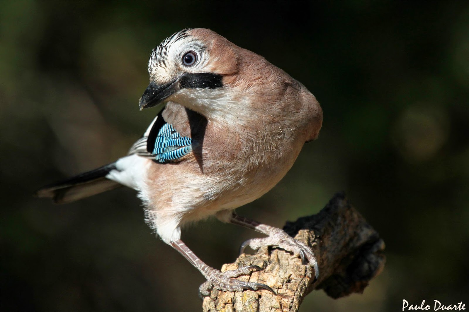 A arte de debicar O Gaio...