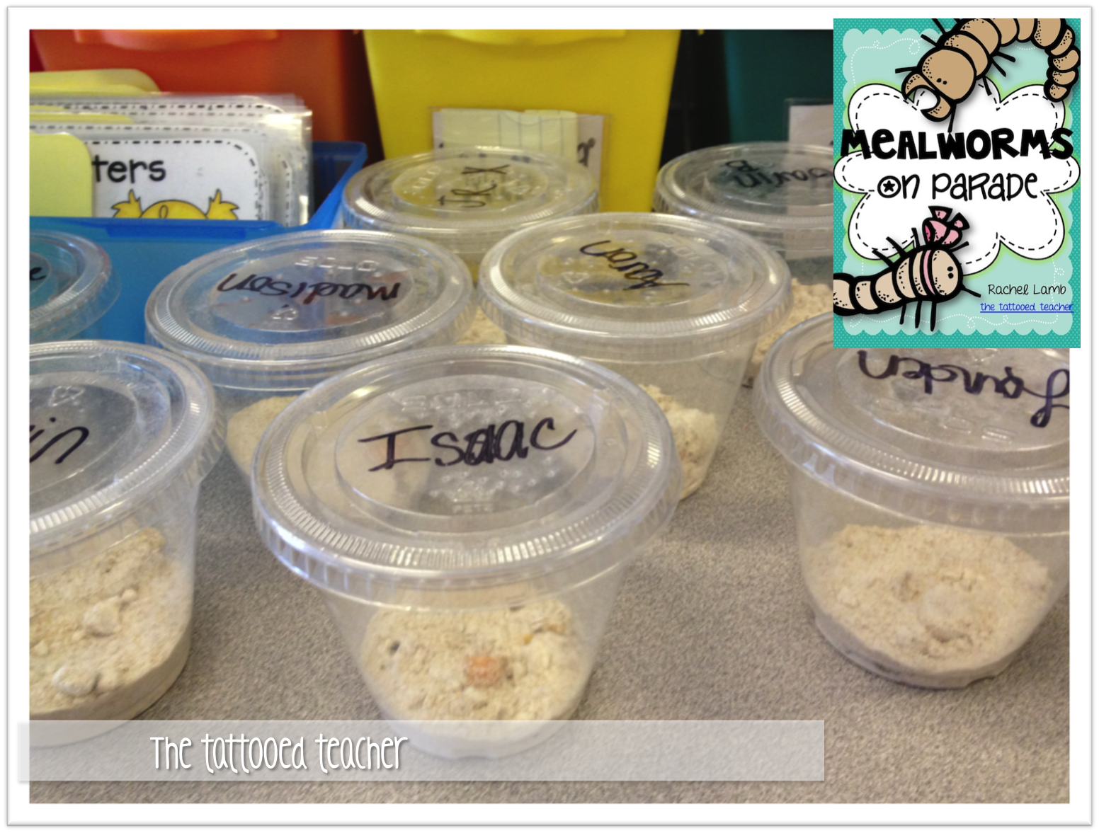 the tattooed teacher week one with the mealworms plus chick eggs