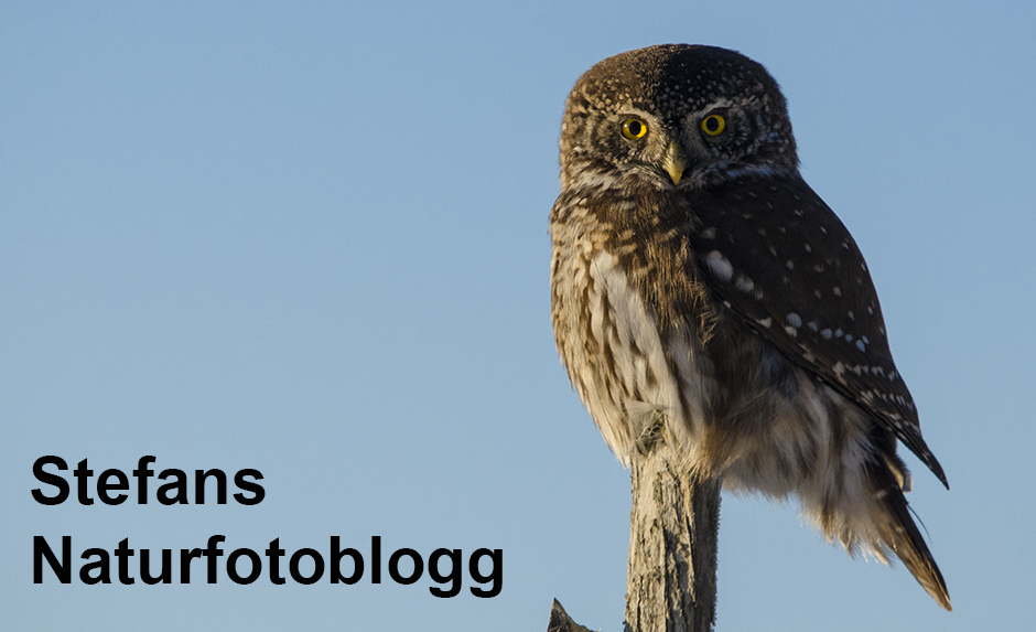 Stefans Naturfotoblogg